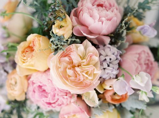 Beautiful coloured Peony roses